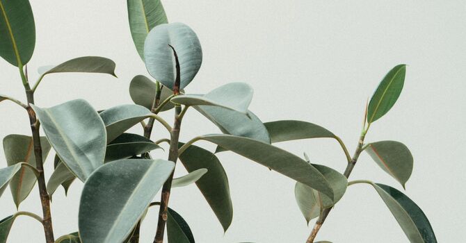 Complimentary Consult with the Doctor